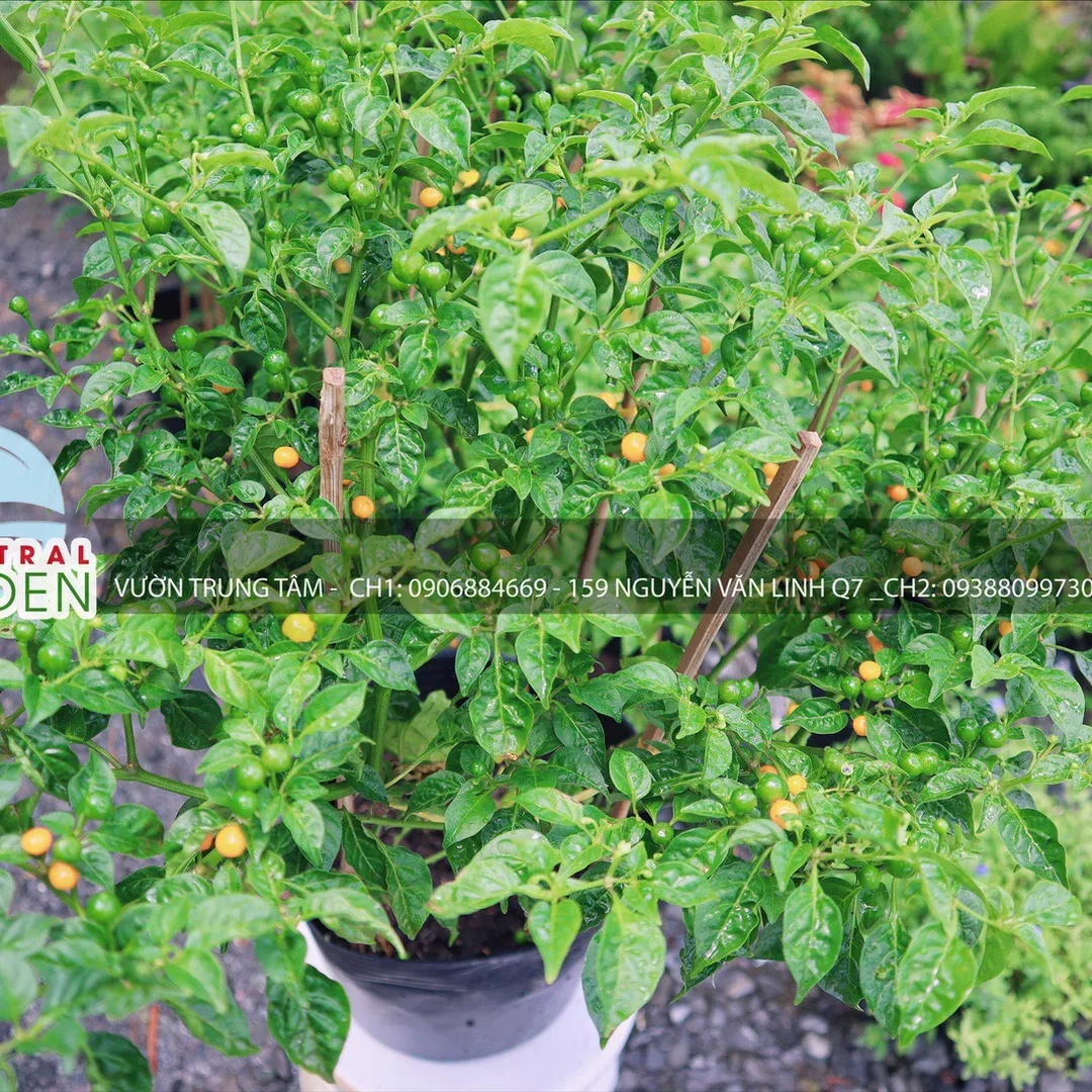 Cây giống ớt Peru Charapita