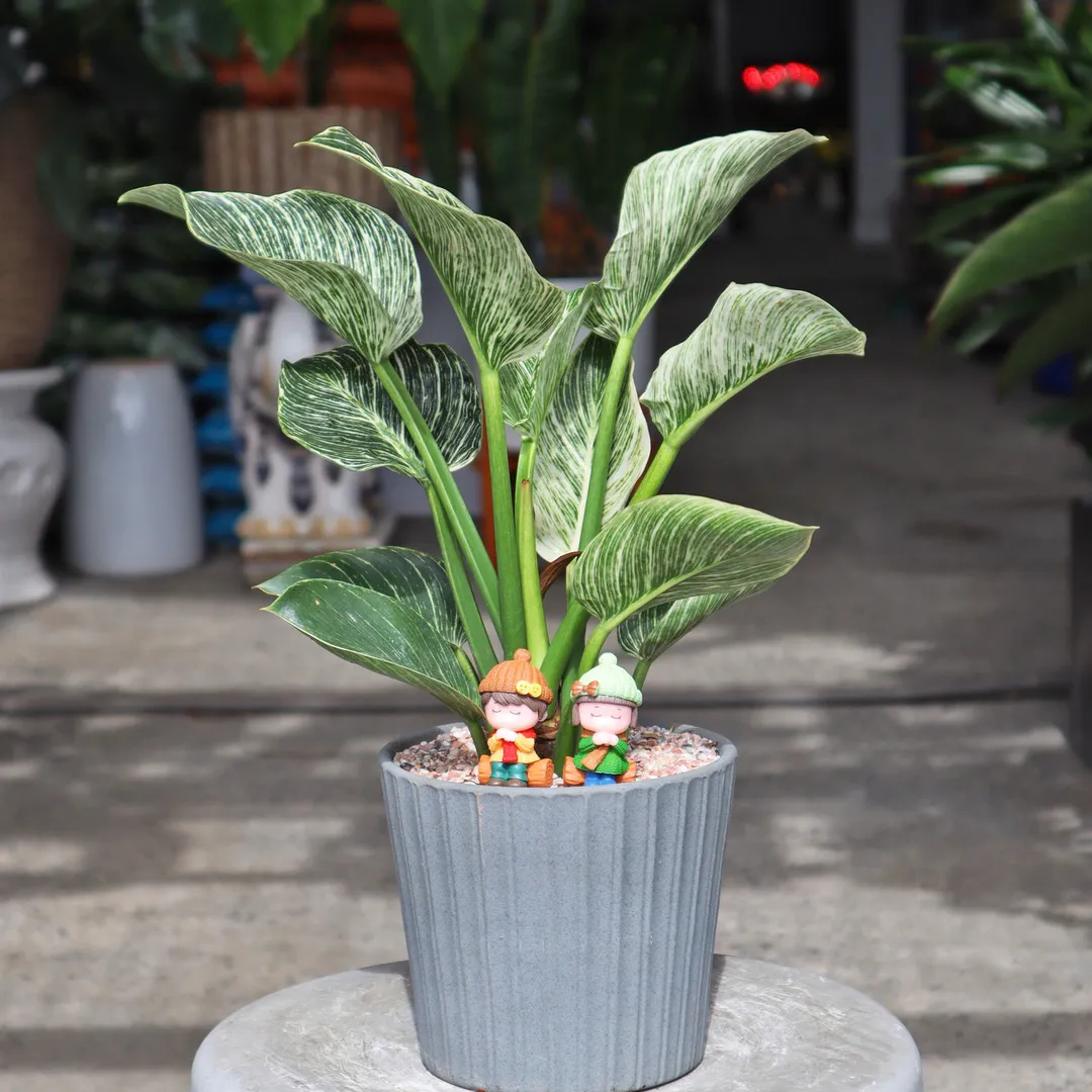 Set chậu cây Đế vương Kim Cương