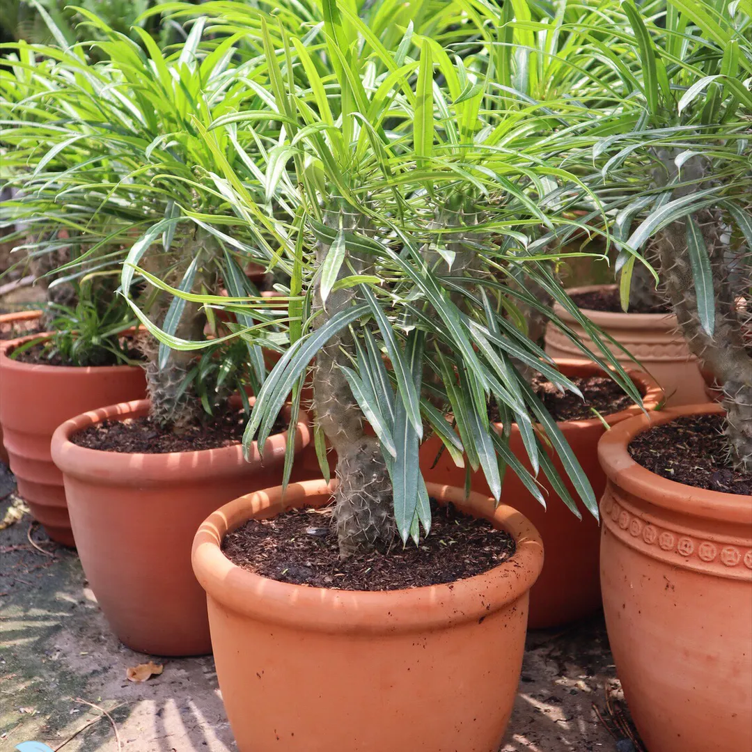 Cây Cọ Madagasca