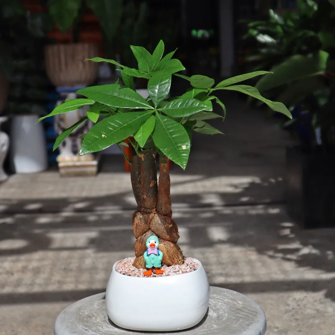 Set chậu cây Kim Ngân
