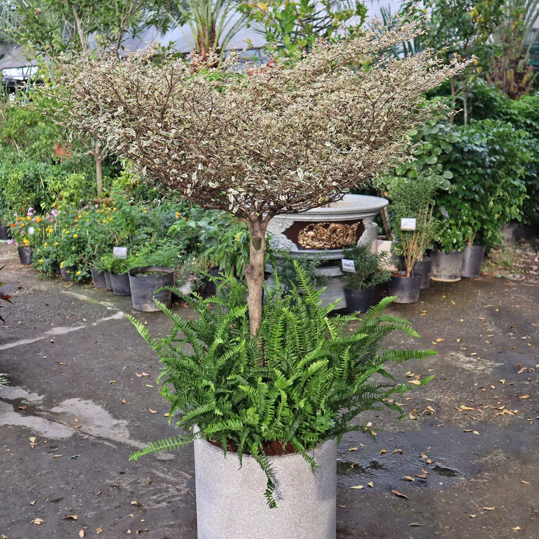 SET Bàng cẩm thạch