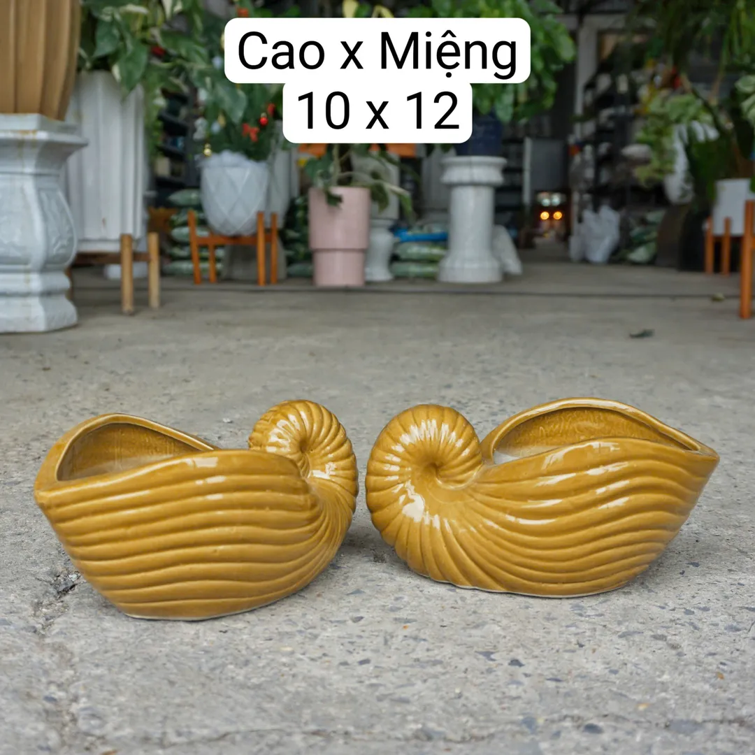 Chậu men ốc to nâu