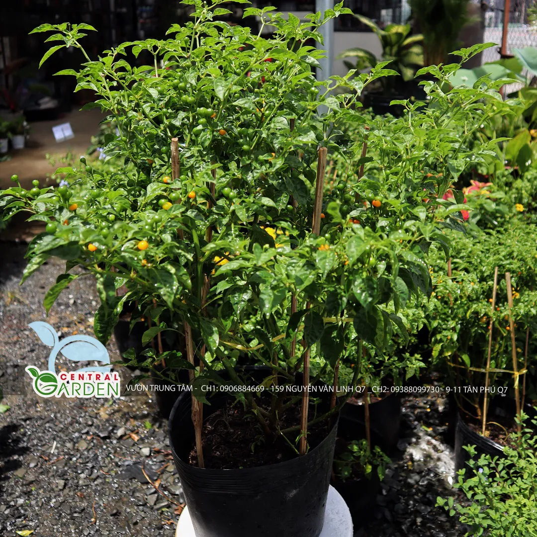 Cây giống ớt Peru Charapita
