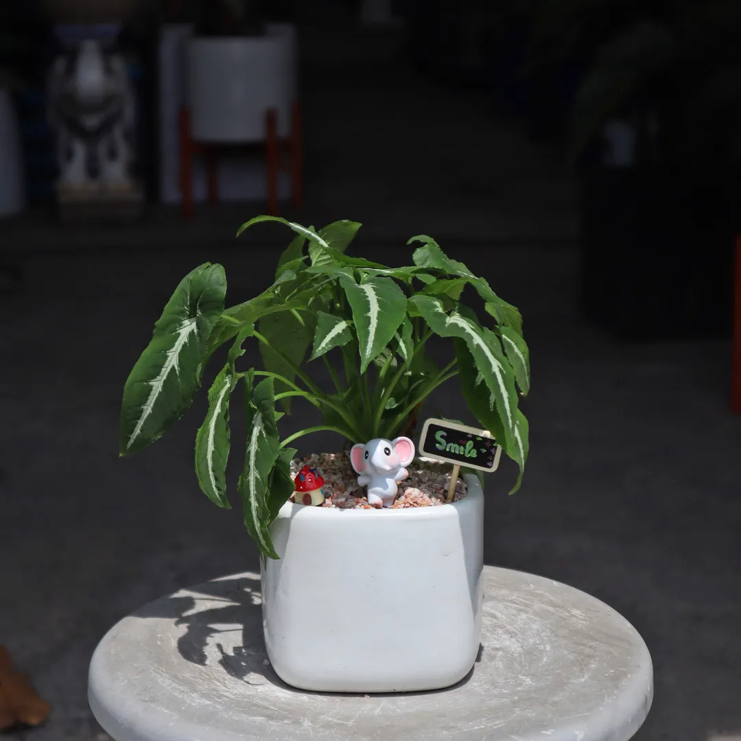 Set chậu cây Môn Nhung