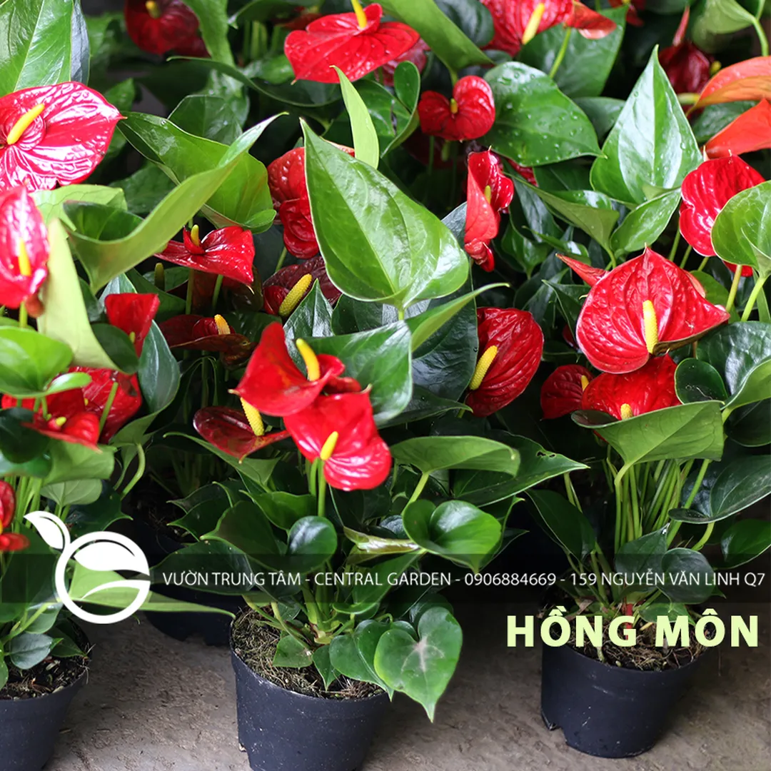 HỒNG MÔN KÉP