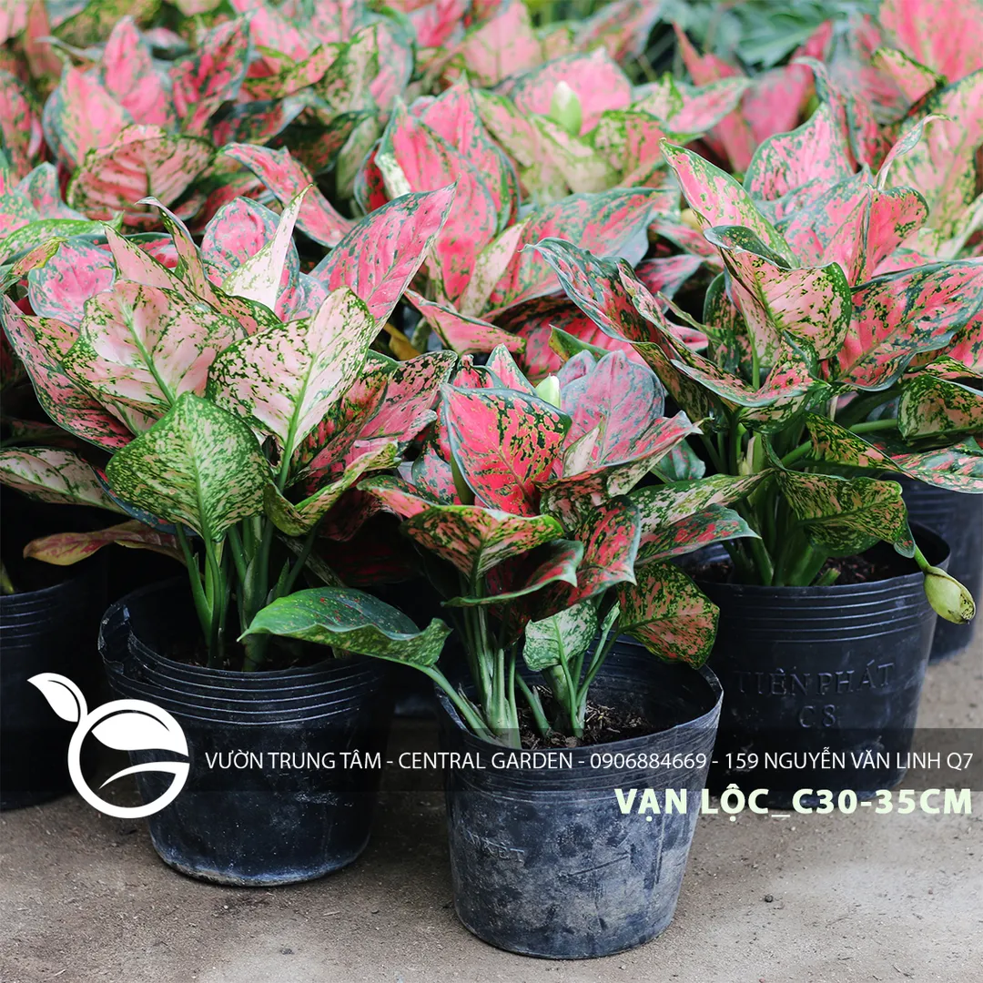 VẠN LỘC TA