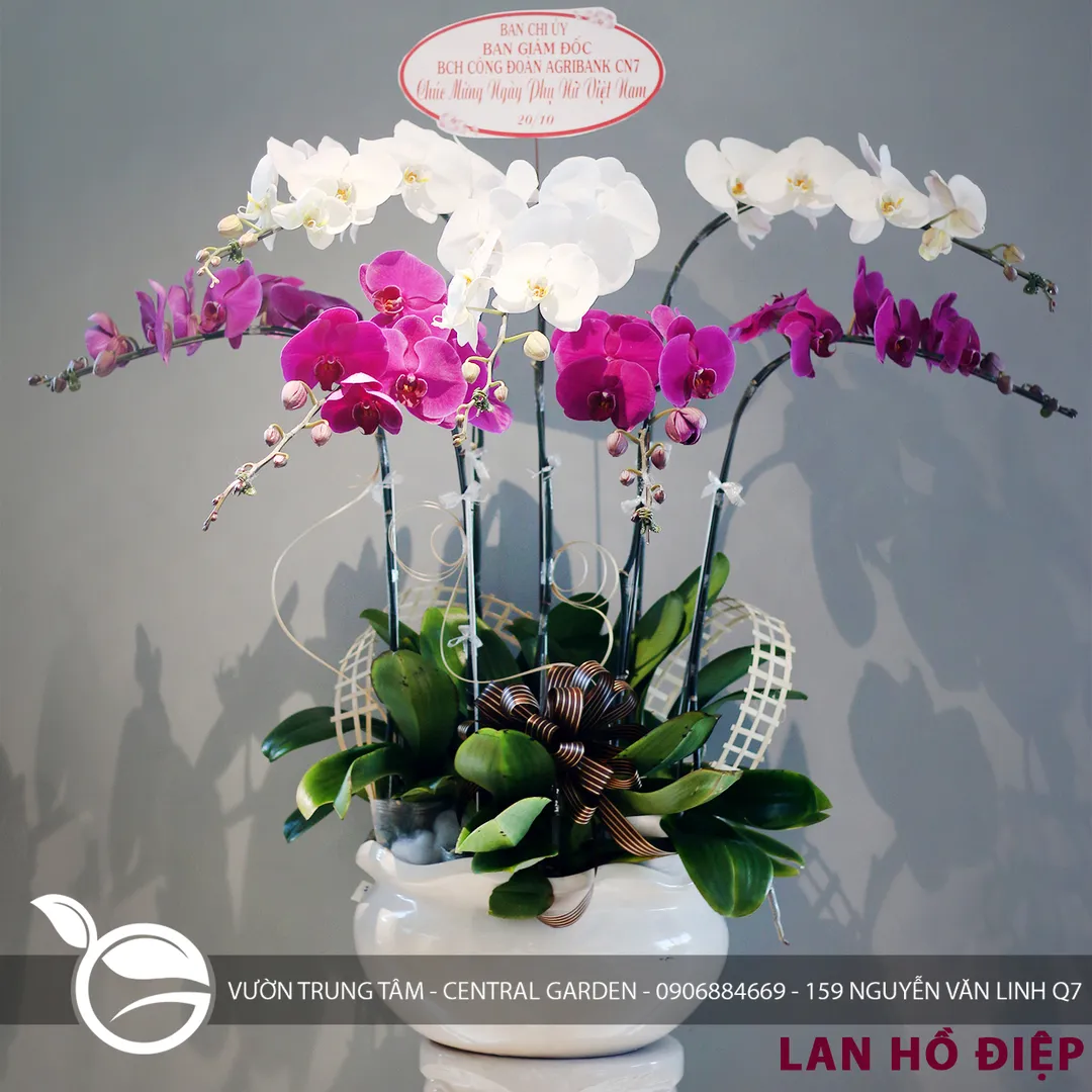 LAN HỒ ĐIỆP 7 CÀNH