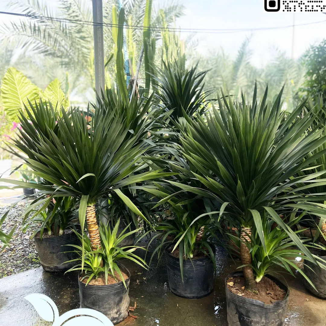 Phát Tài Núi Hai Tầng