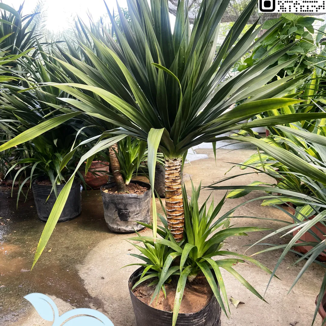 Phát Tài Núi Hai Tầng