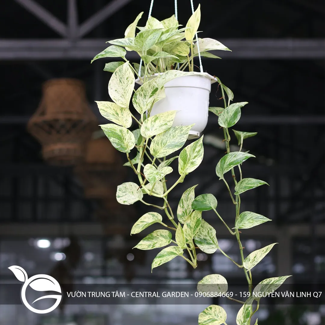 Trầu Bà Cẩm Thạch
