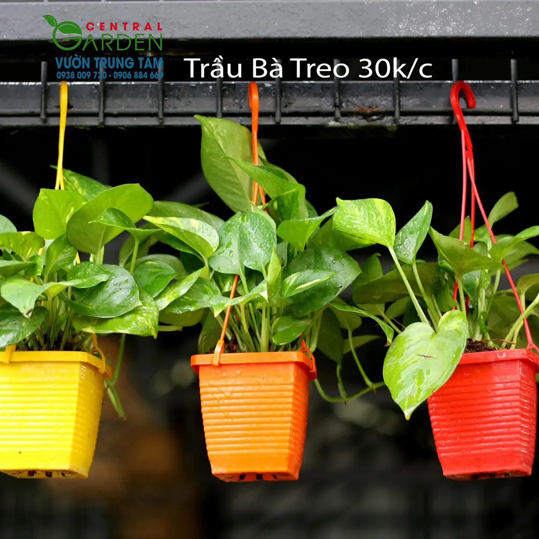 Trầu Bà Xanh