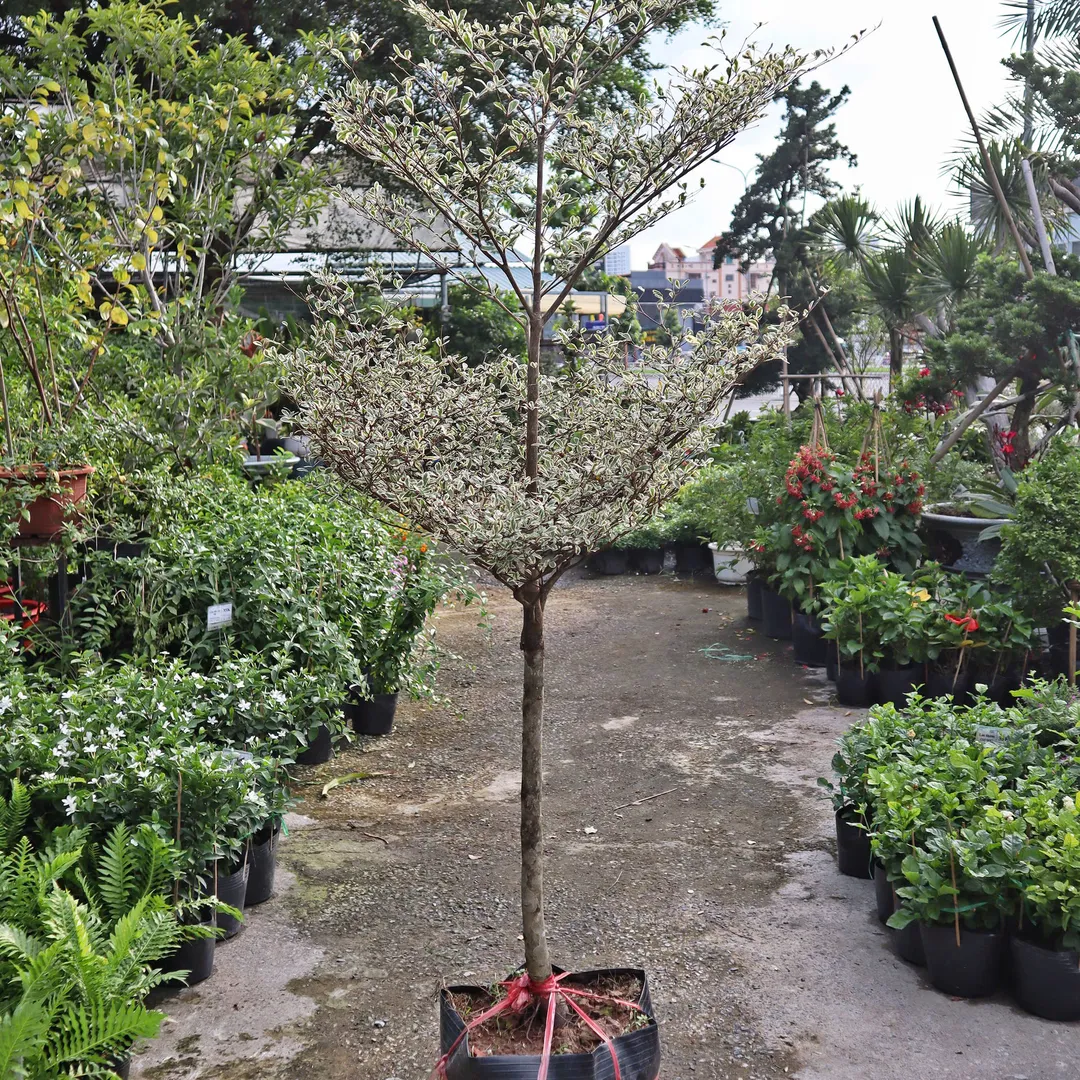 Bàng cẩm thạch lớn