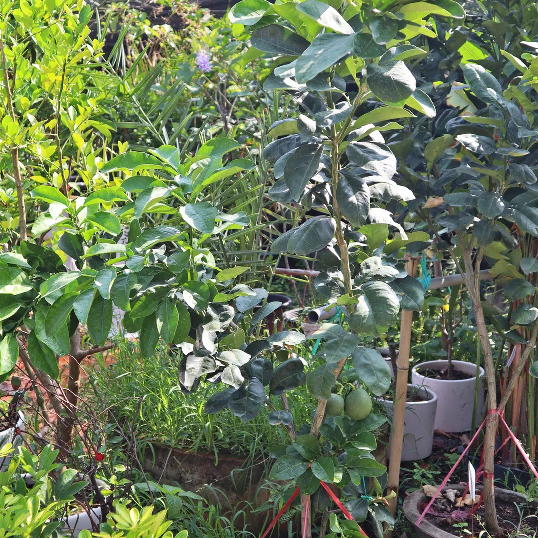 Bưởi Da Xanh