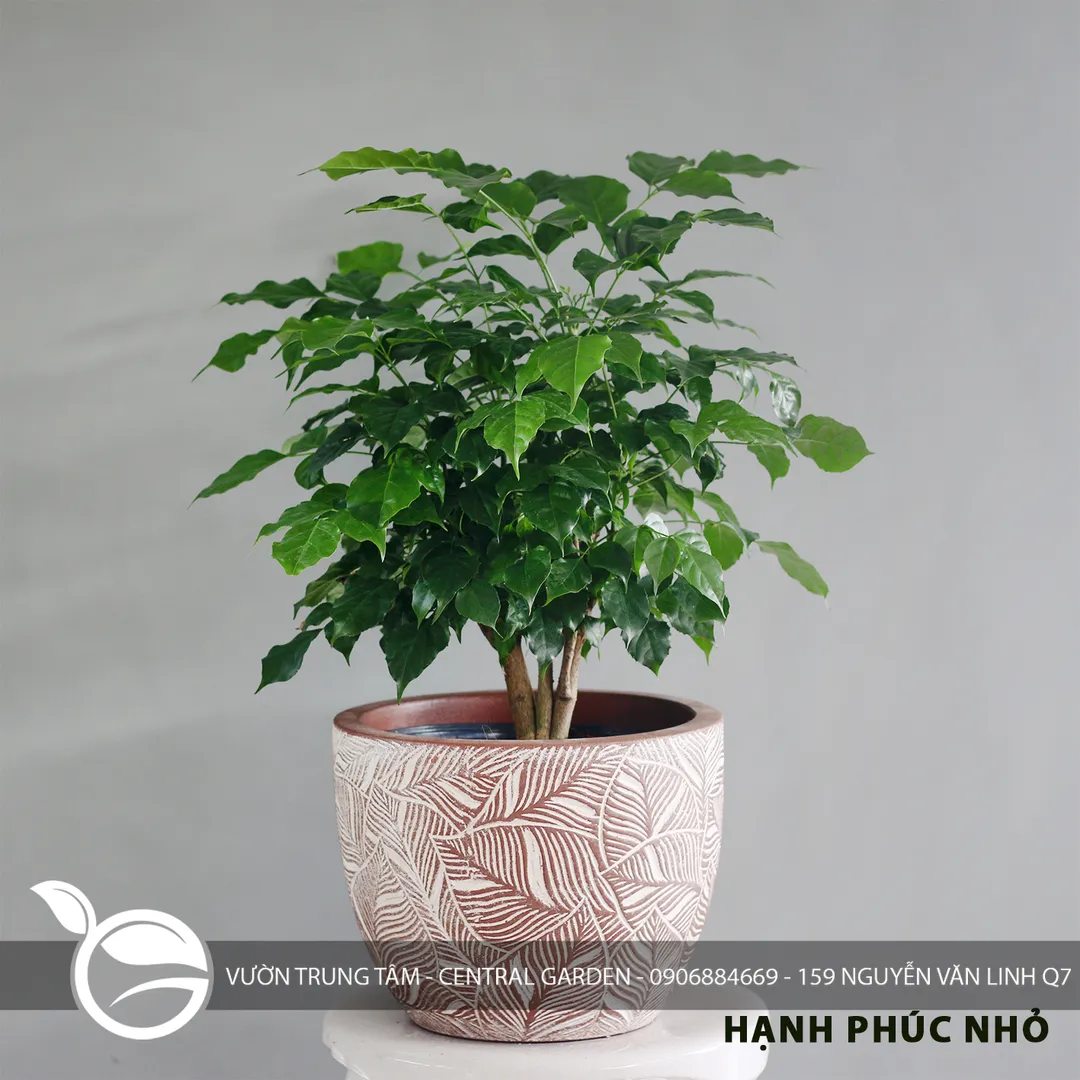 HẠNH PHÚC ĐỂ BÀN