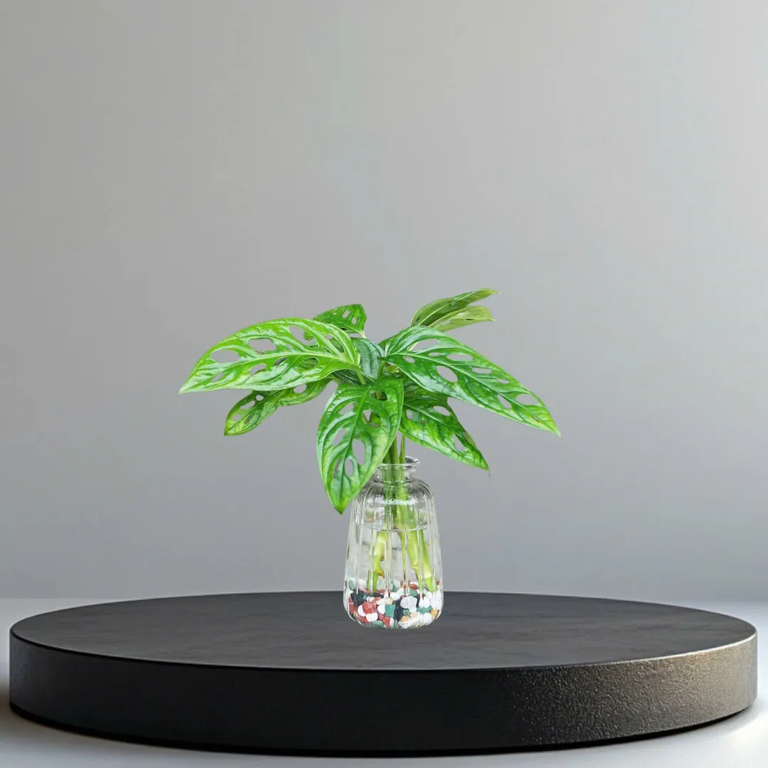 Set trầu bà lỗ thủy sinh