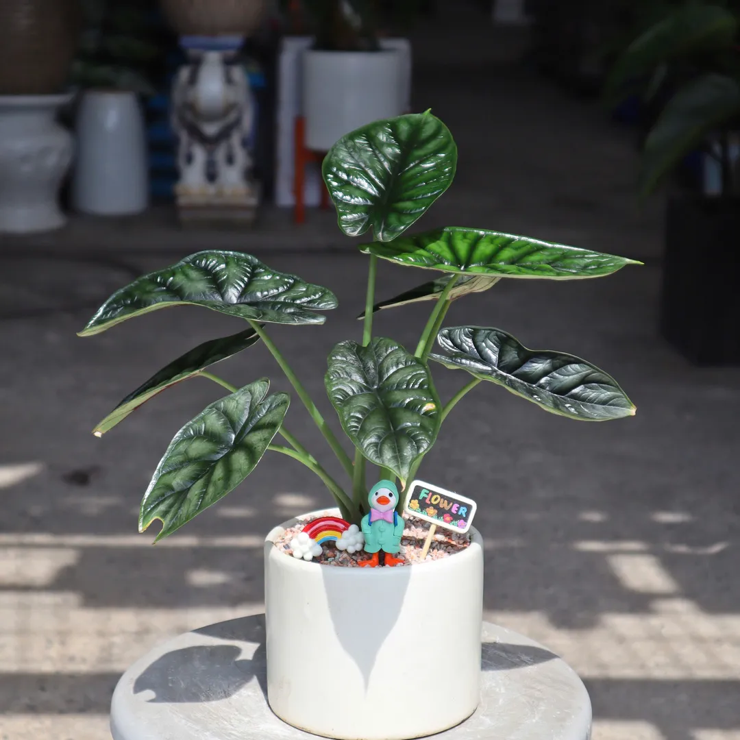 Set chậu cây Rồng Xanh
