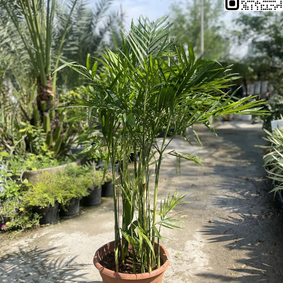 Cây Cau Hawai
