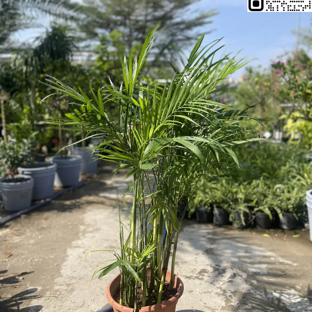 Cây Cau Hawai