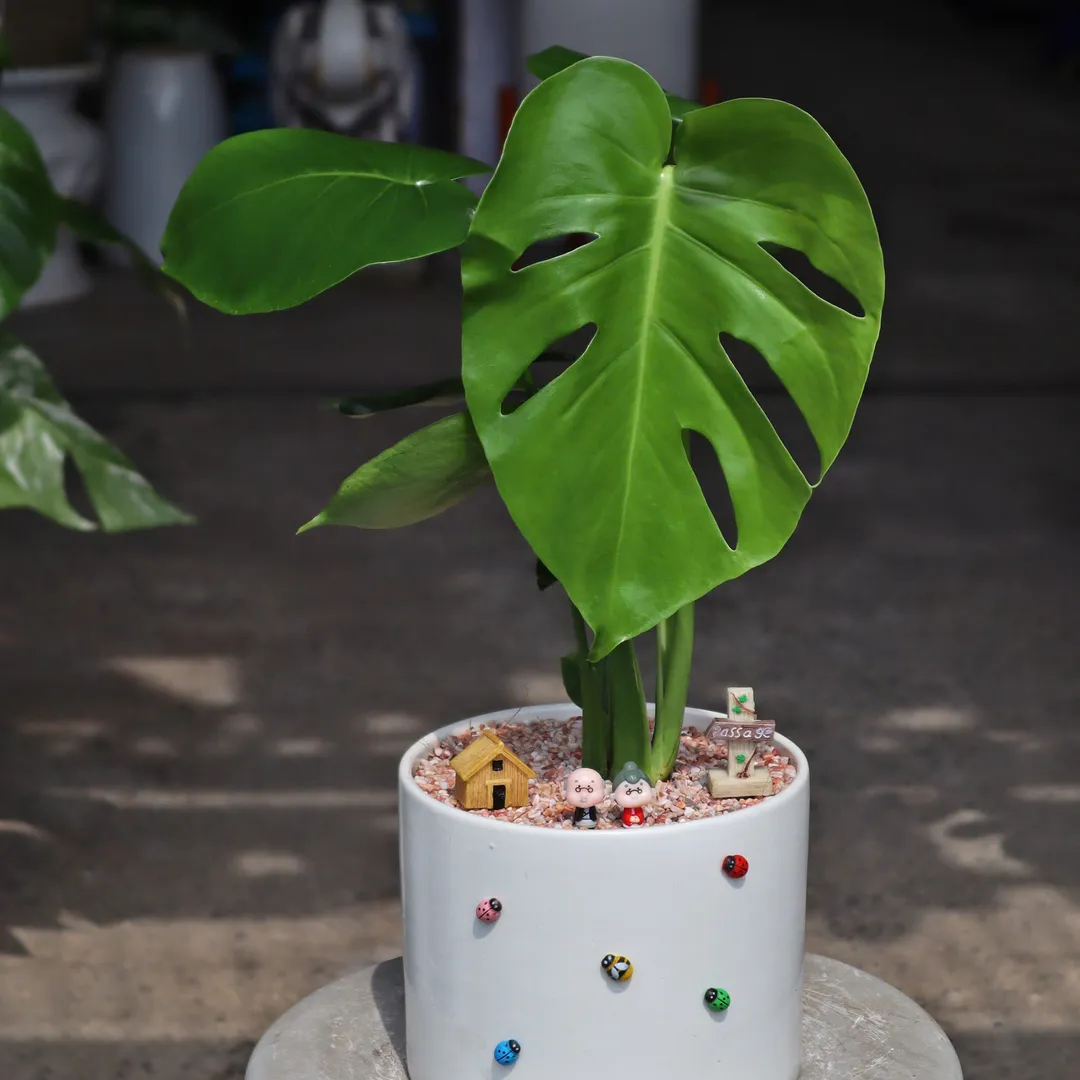 Set chậu cây Trầu bà lá xẻ