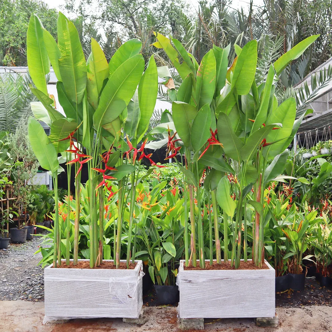 Set Chuối Phượng Hoàng