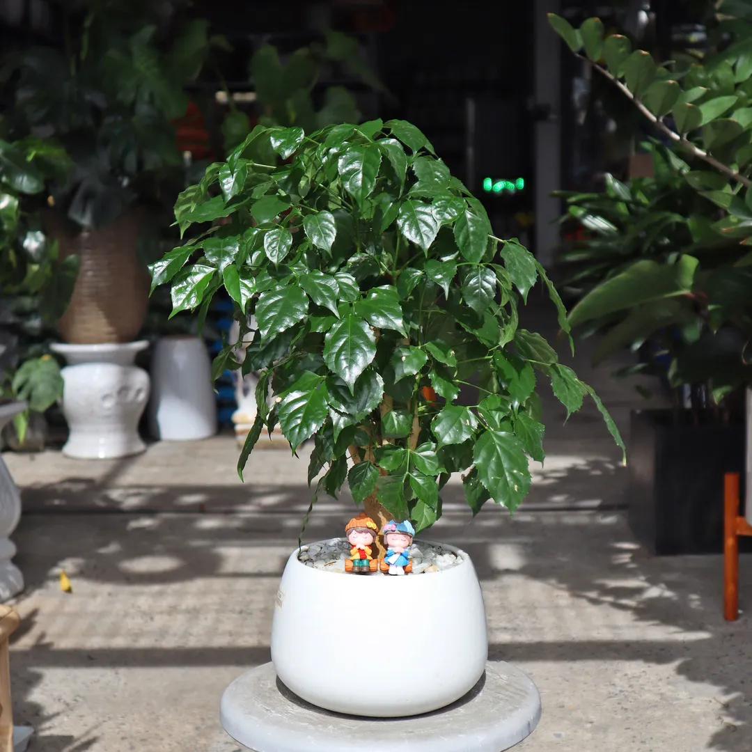 Set Cây hạnh phúc để bàn