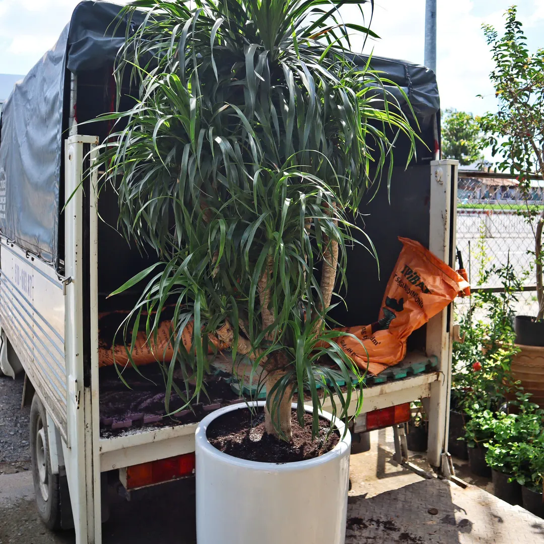 Set Phát Tài Núi Nhiều Nhánh