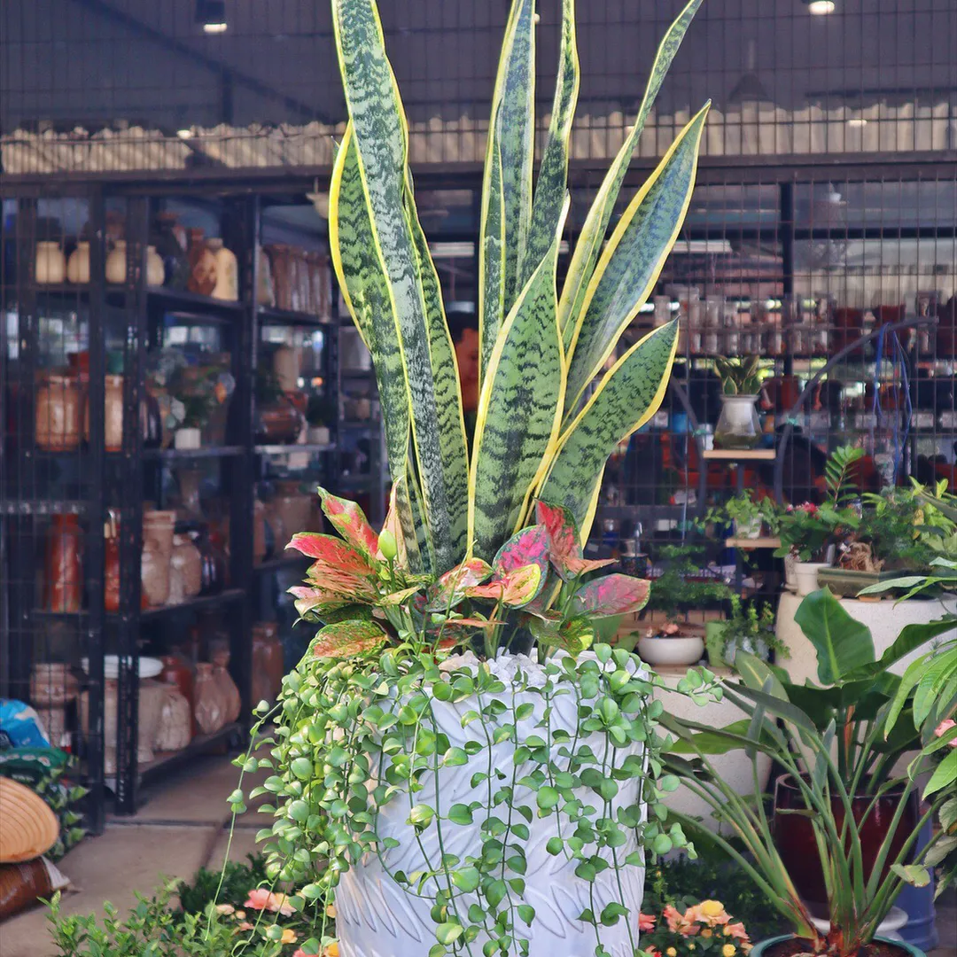 Set cây Lưỡi Hổ, Vạn Lộc, Đô La