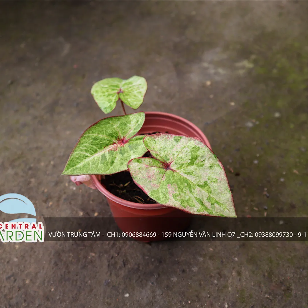 Caladium - Môn màu nhỏ các loại