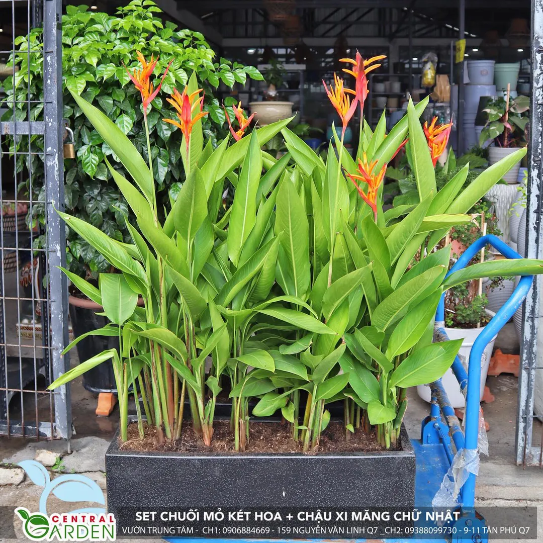 Set Chuối Mỏ Két + chậu xi măng chữ nhật