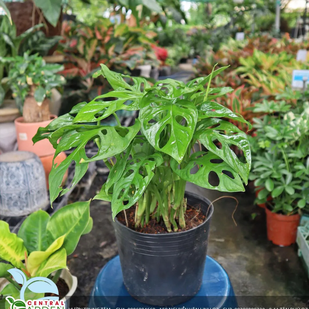Trầu bà lỗ đất