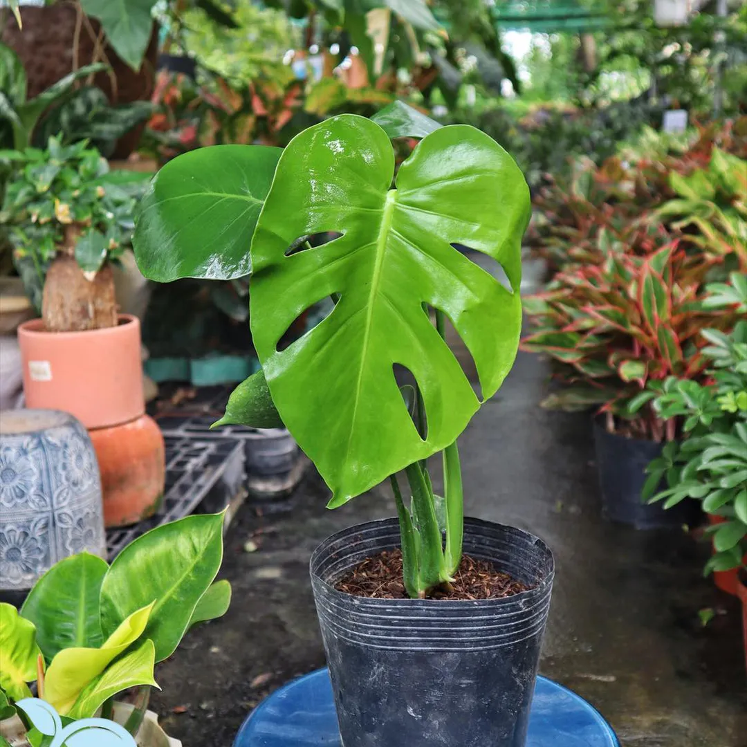 Trầu bà lá xẻ nhỏ