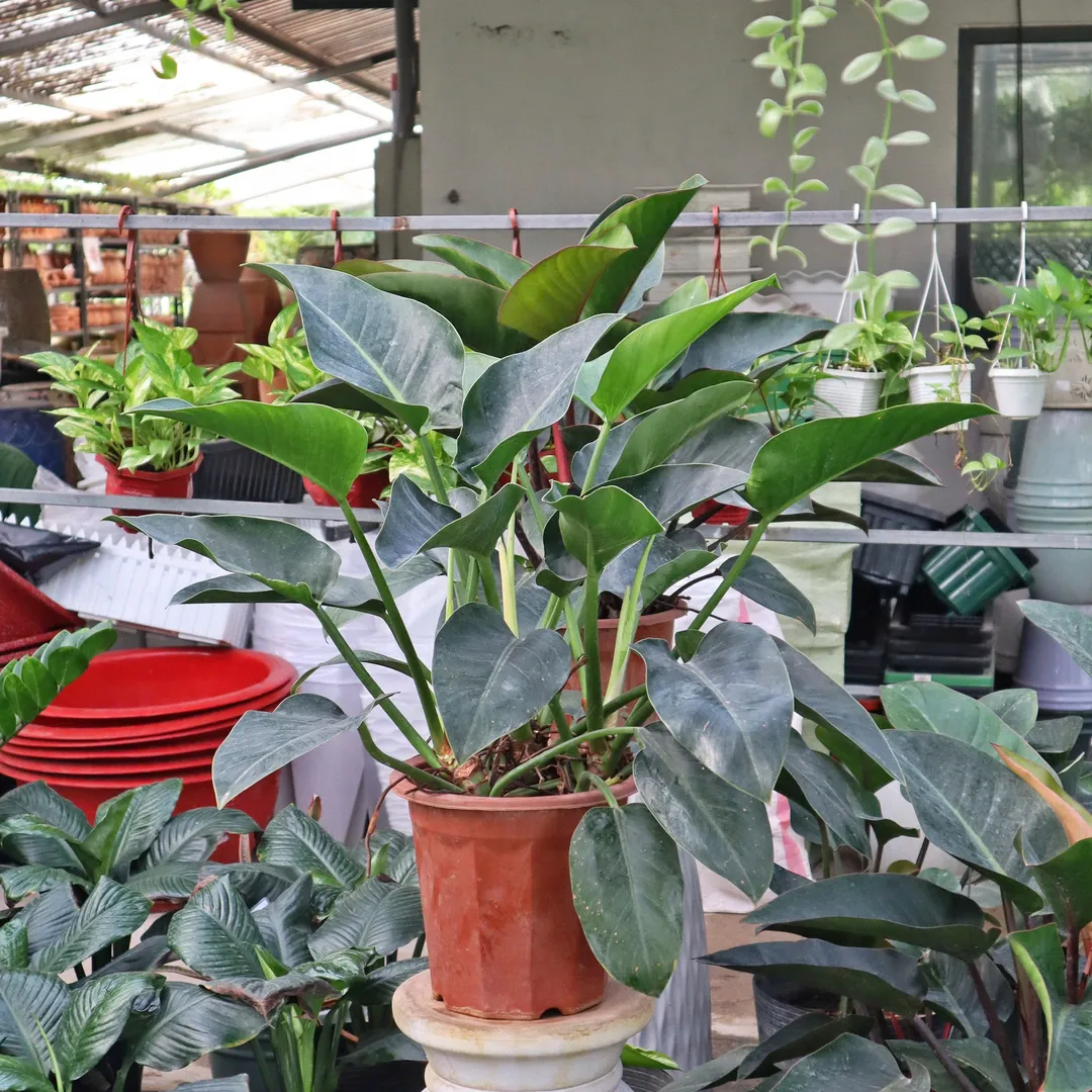 Cây đế vương Nâu/Xanh