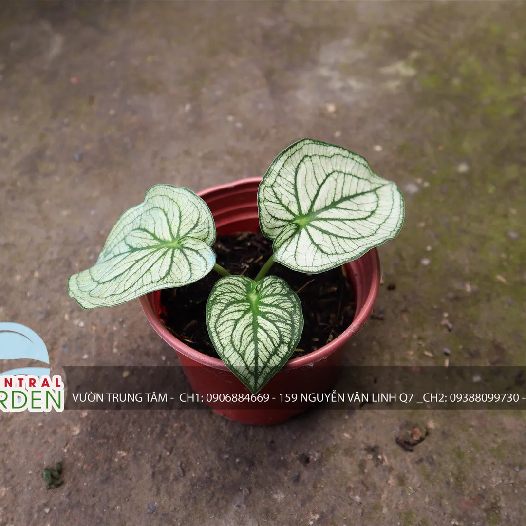 Caladium - Môn màu nhỏ các loại