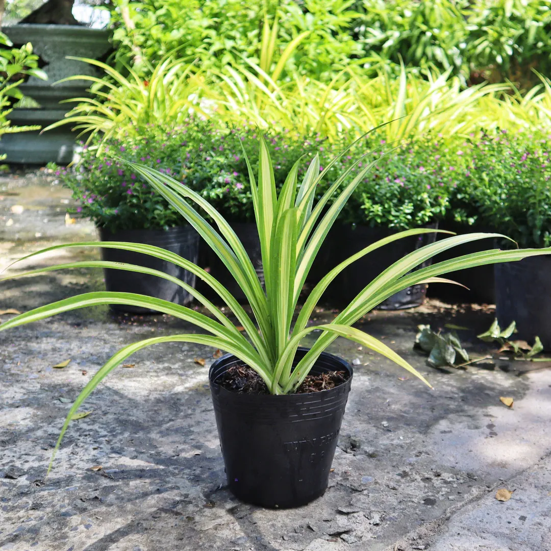 Dứa Vạn Phát