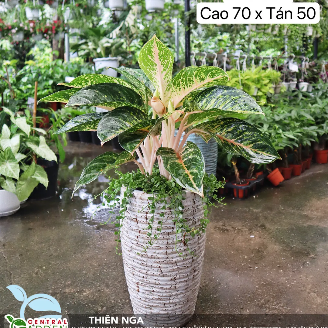 Cây Thiên Nga