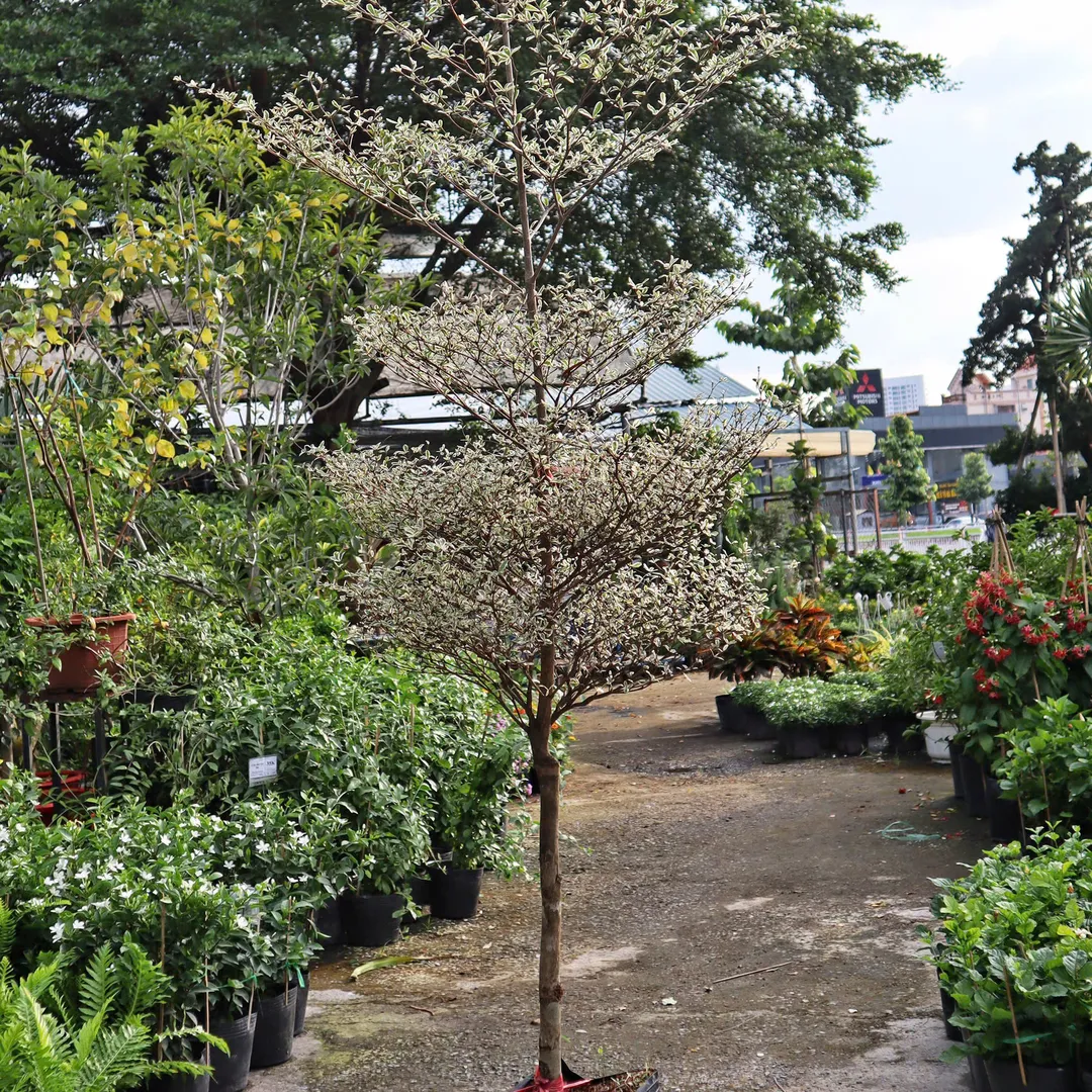 Bàng cẩm thạch lớn