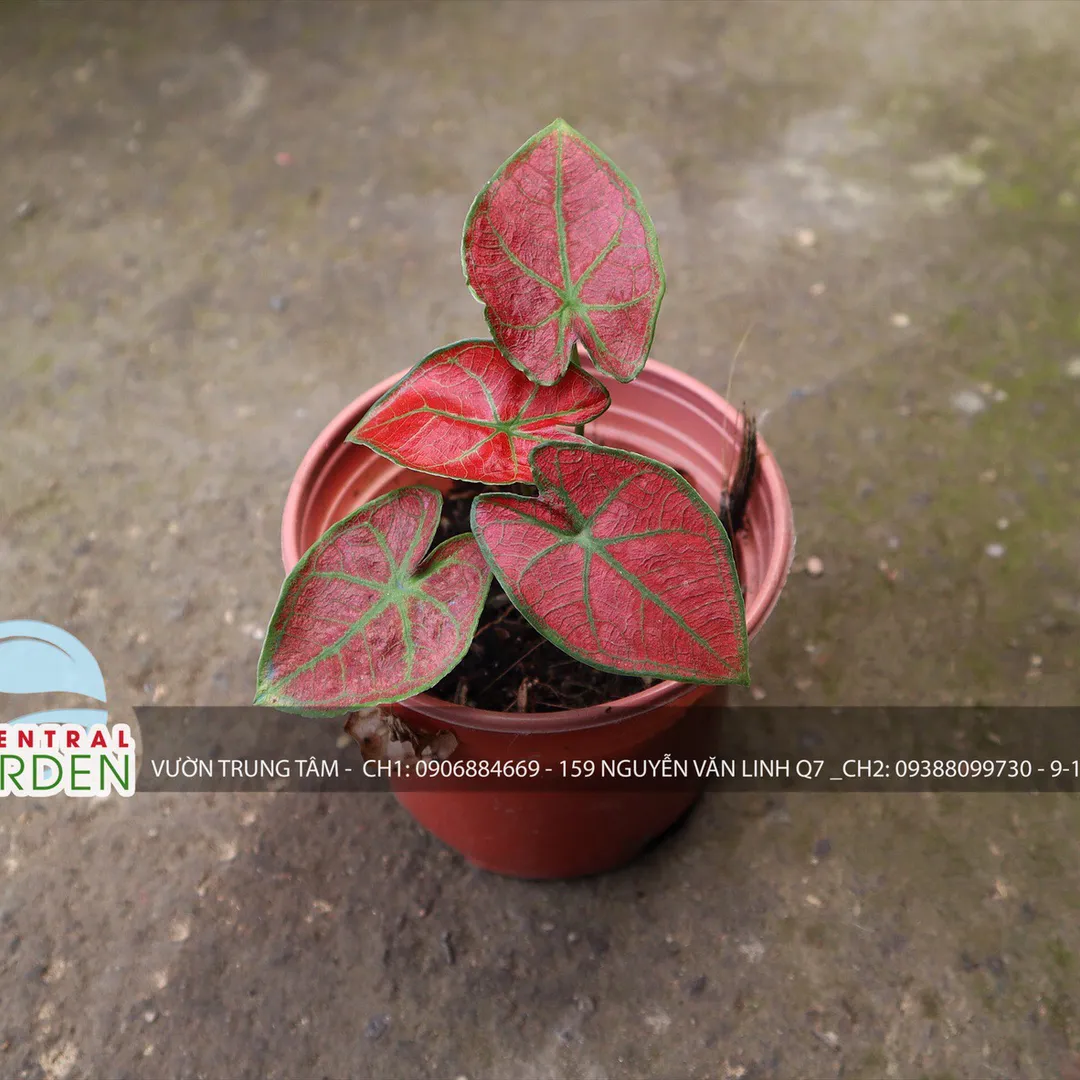 Caladium - Môn màu nhỏ các loại