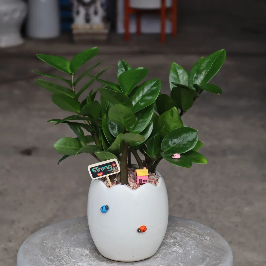 Set Chậu Cây Kim Tiền Mini