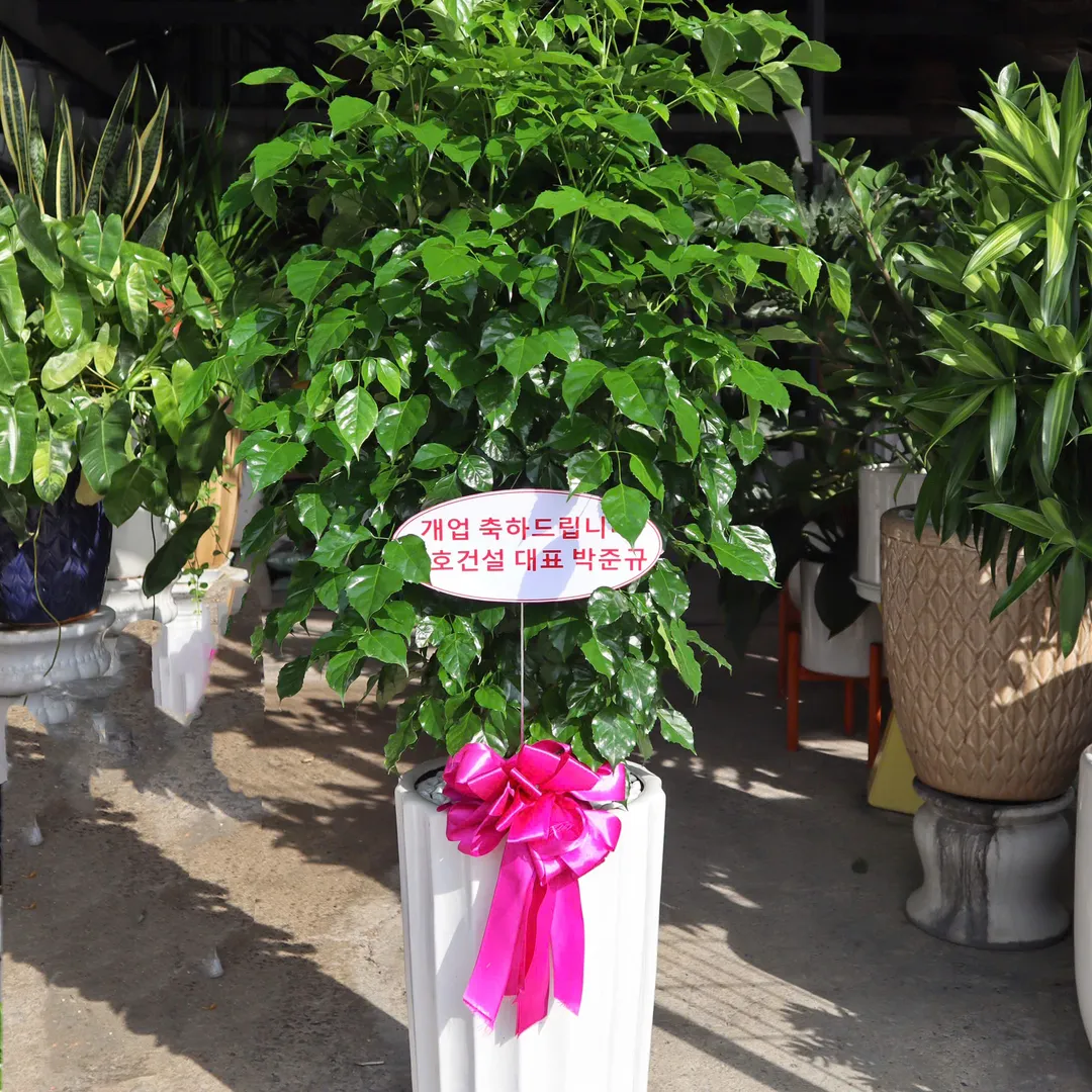 SET hạnh phúc 705