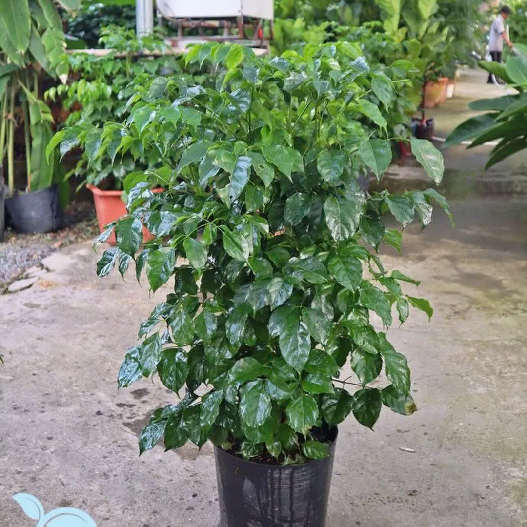 Hạnh phúc 195