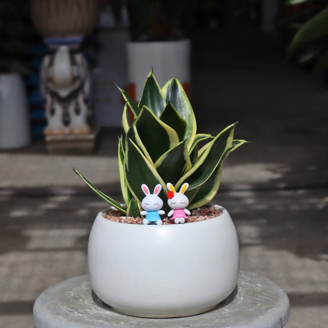 Set Cây Lưỡi Hổ Mini