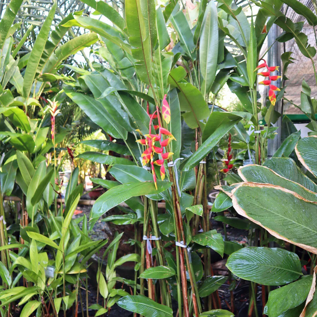 Chuối pháo - Chuối phượng hoàng