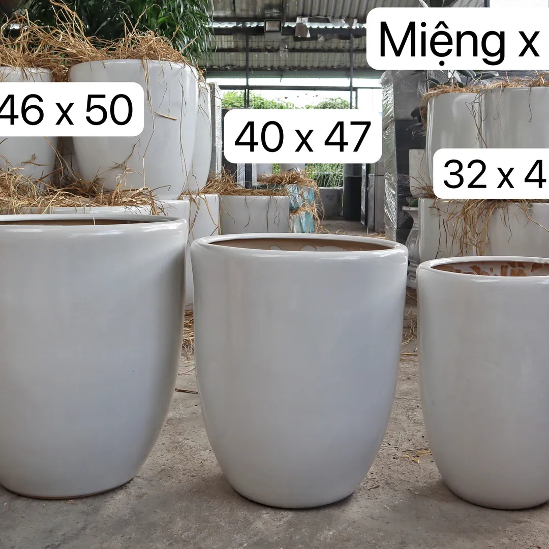 Chậu bom trắng 50 béo