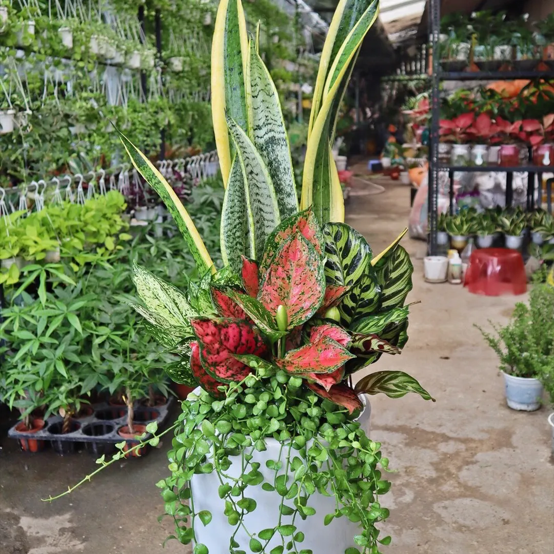 Set Lưỡi Hổ + Đuôi Công + Vạn Lộc + Ngọc Ngân + Đô La
