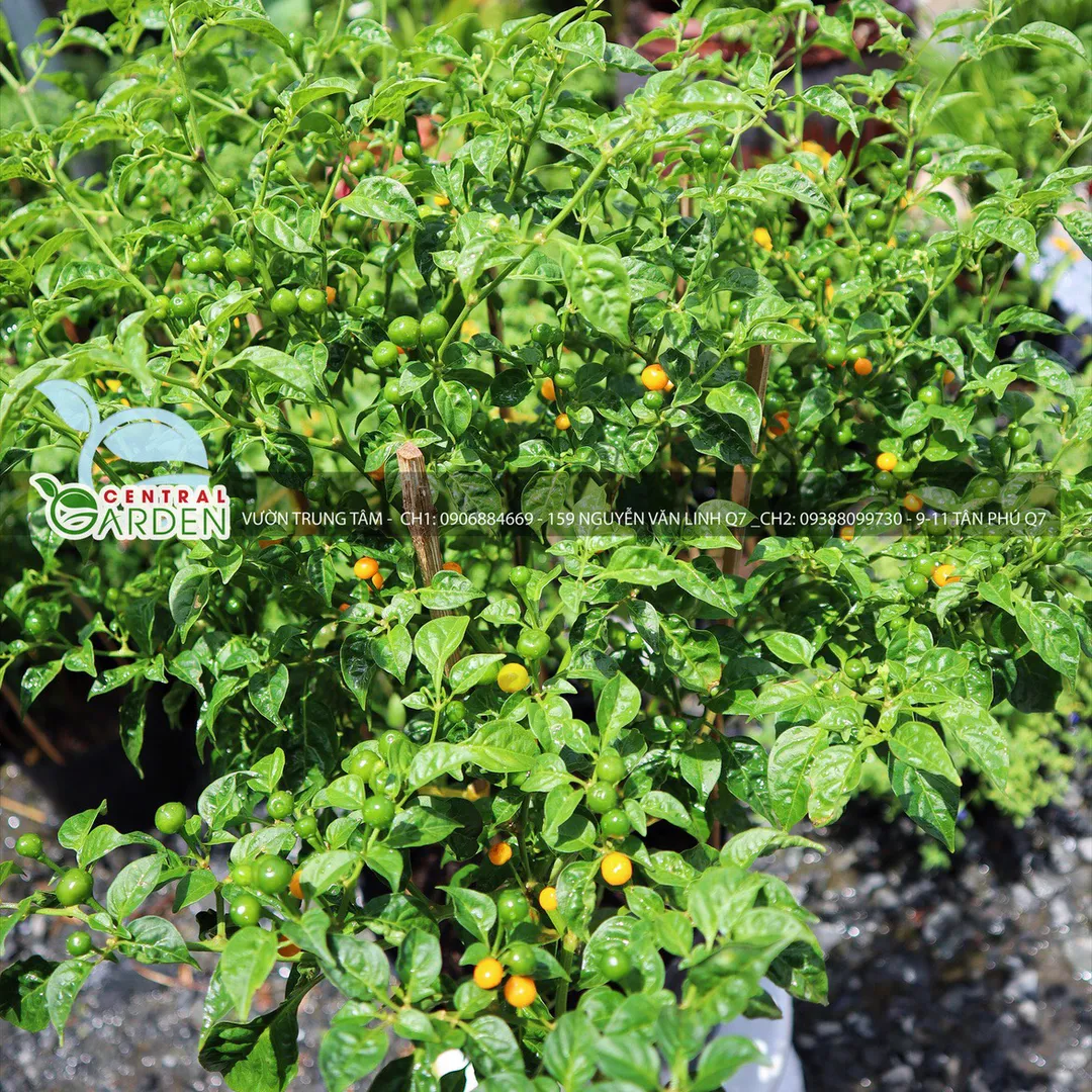 Cây giống ớt Peru Charapita