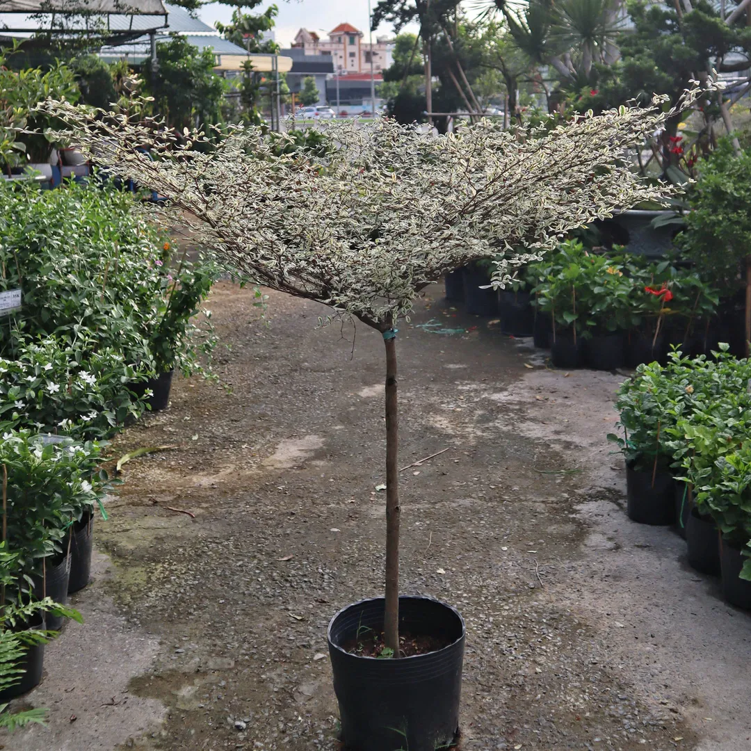 Bàng cẩm thạch nhỏ
