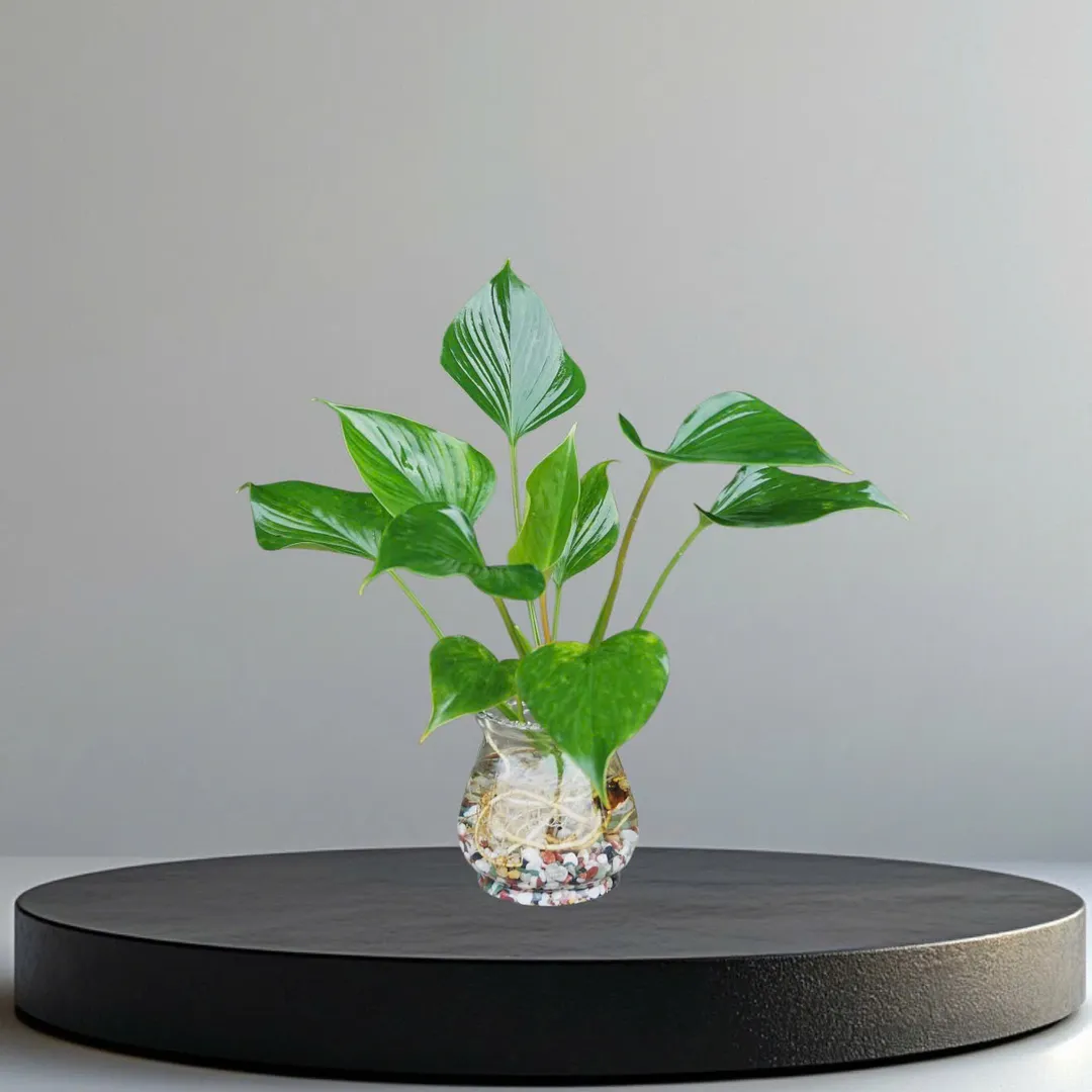 Set Thanh Tâm thủy sinh