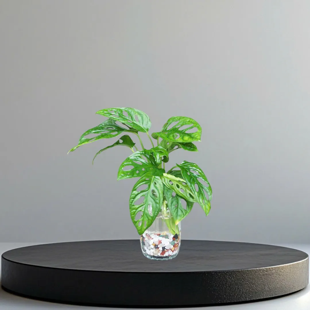 Set trầu bà lỗ thủy sinh