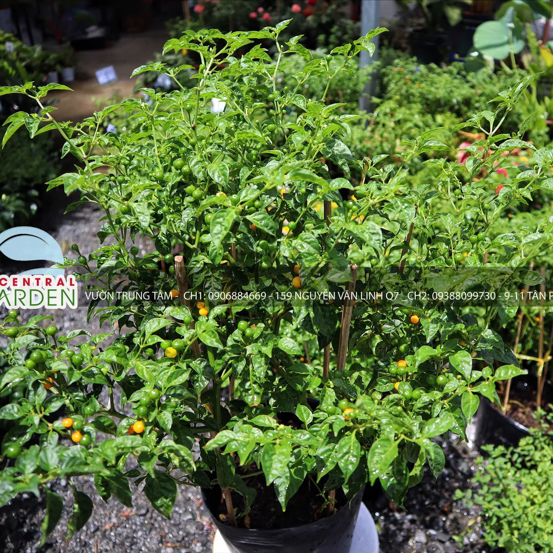 Cây giống ớt Peru Charapita