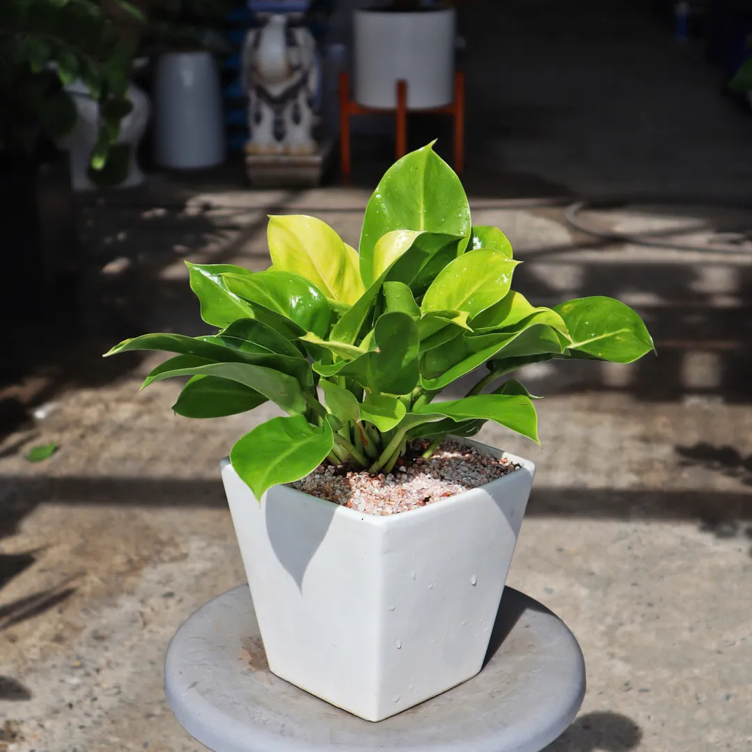 Set chậu cây Đế vương vàng